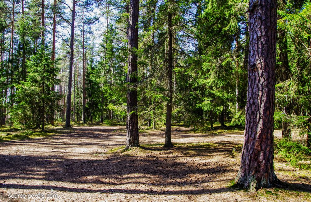 kebakaran hutan berdampak pada