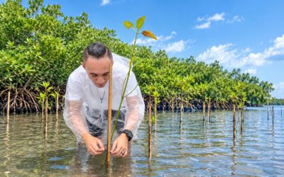 Inilah Jejak Restorasi Mangrove Kampung Friwen: Dari Hutan Lindung hingga Ekowisata Berkelanjutan